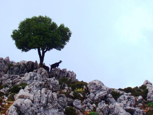 Εικόνα